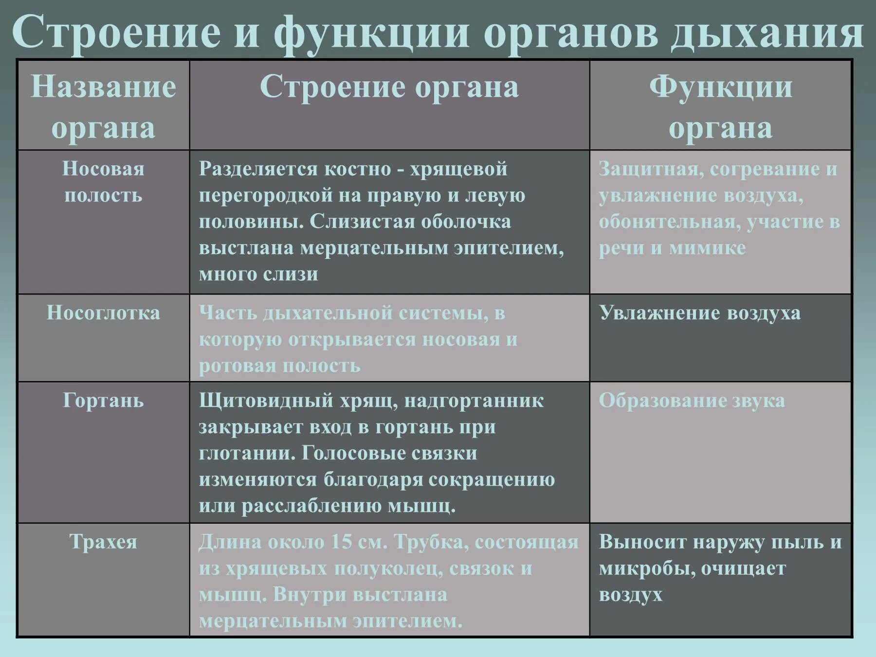 Видеоурок значение дыхания органы дыхания 8 класс. Таблица по биологии 8 класс органы дыхания строение и функции. строение и функции дыхательной системы таблица. дыхательная система человека таблица строение и функции. строение и функции отделов дыхательной системы таблица.