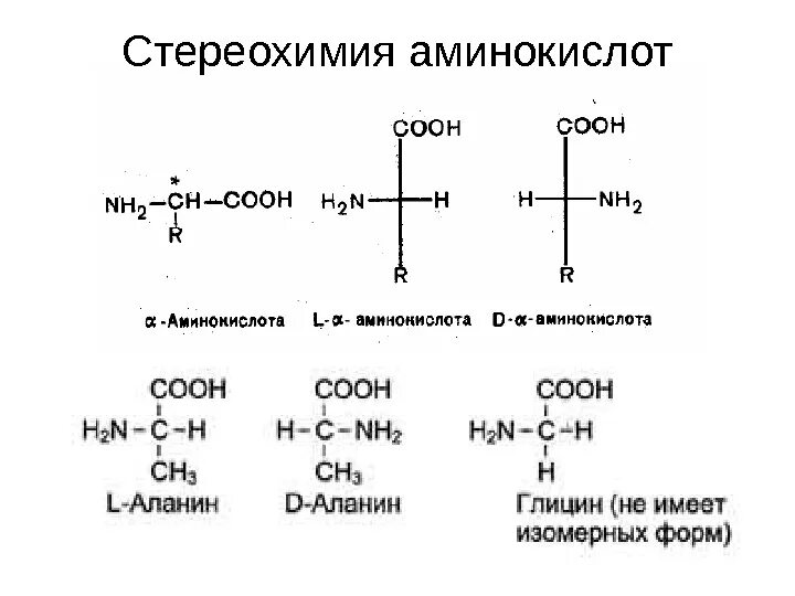 Аминокислота является структурным компонентом