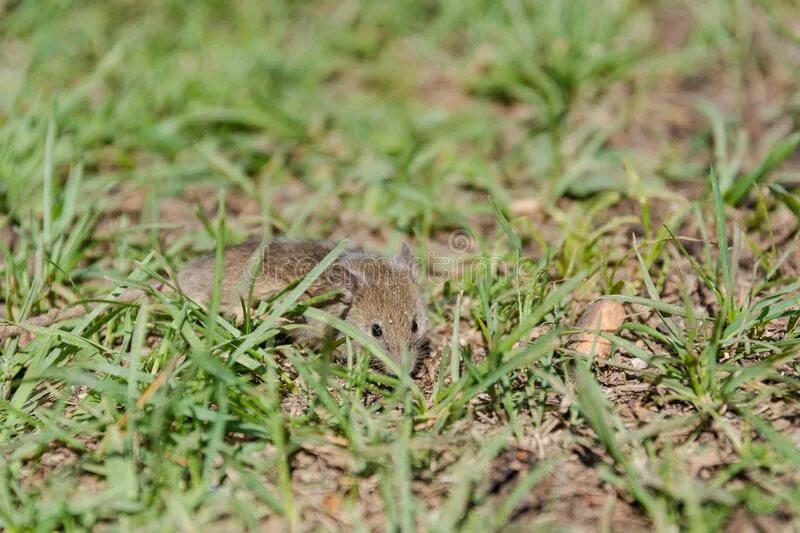 Полевая мышь убегает. Полевая мышь убегает от змеи. Мышка бежит по траве. Бежал мышонок по траве. Мышонок убежал в поле ночью.