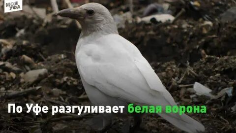 Быть белой вороной значение