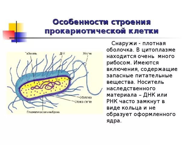 В клетках прокариот отсутствуют. Особенности строения прокариотической клетки. Строение и функции прокариотической клетки. Строение прокариотической клетки 9 класс. Строение прокариотической клетки биология 9 класс.