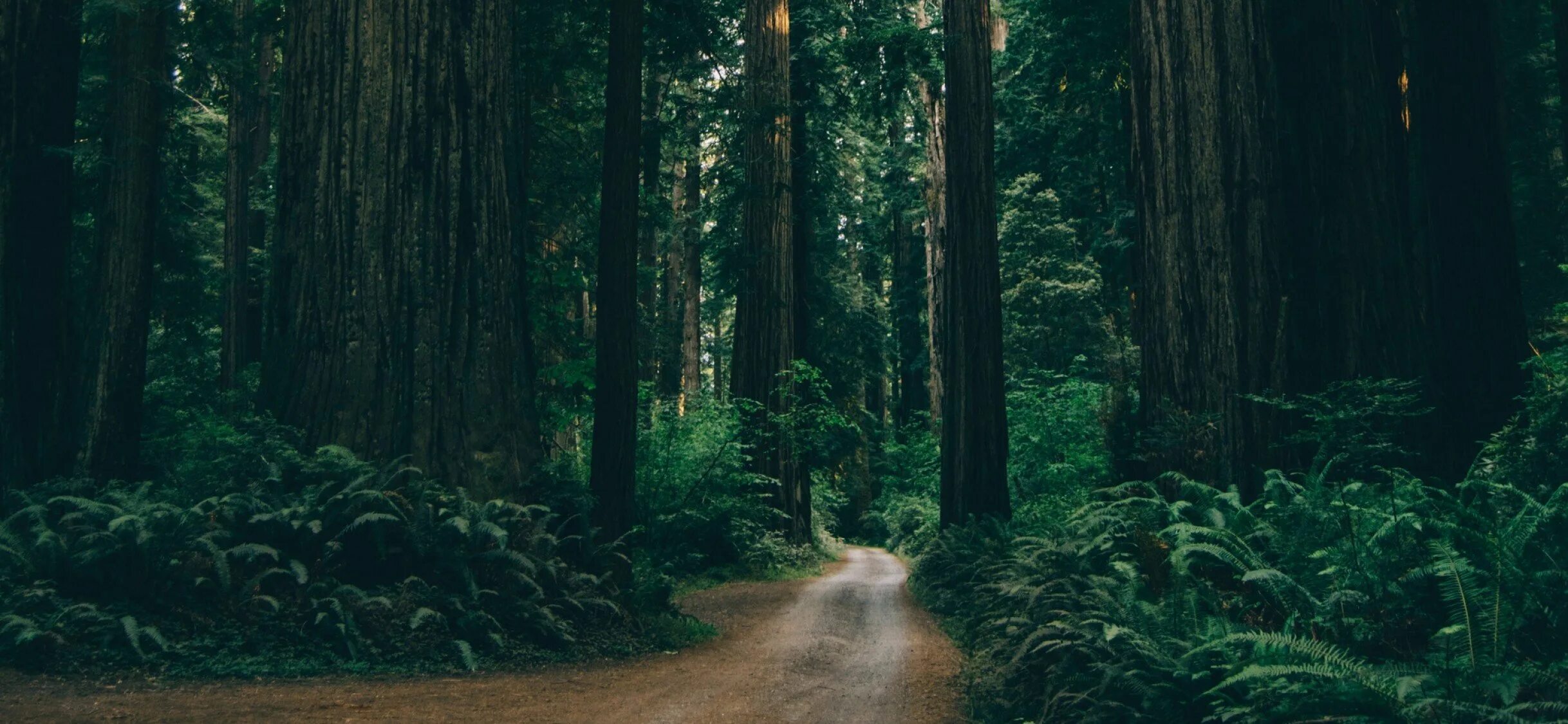 Темный хвойный лес. Unreal engine 4 лес. The last of us part 2 артбук. Фон леса. The last of us 2 лес.