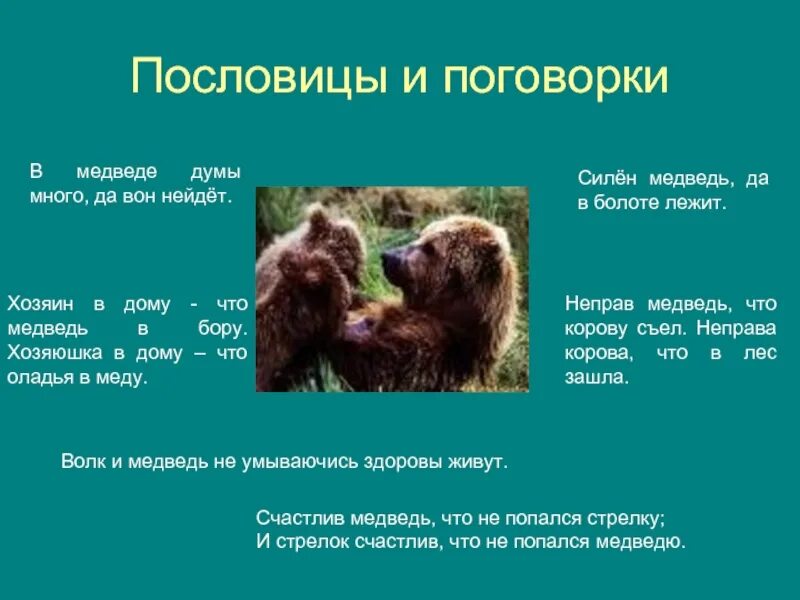 Пословица два медведя. Пословицы и поговорки про медведя. поговорки про медведя. поговорки на тему животные. пословицы и поговорки на тему животные.