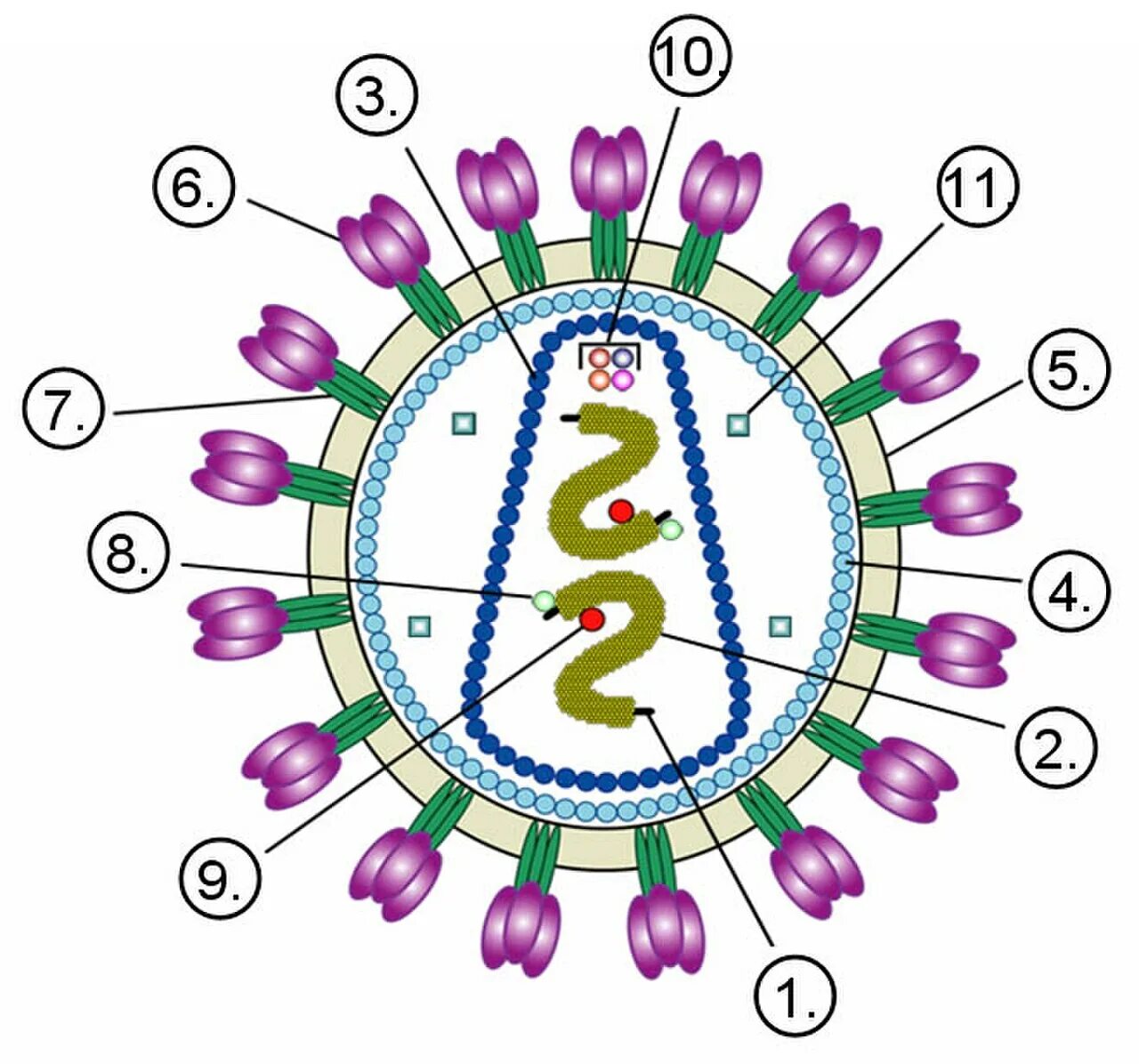 Белковый капсид. Строение вириона. Строения вируса иммунодефицита человека с цифрами. Строение вируса ВИЧ. Строение вириона ВИЧ.