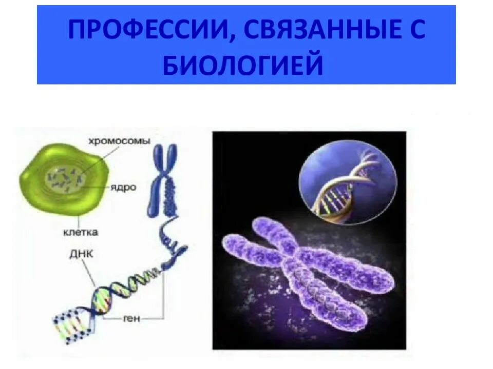 Профессии связанные с био. Профессии связанные с биологией. Профессиии связанные с Биол. Профессии связаны с биологией. Как называется профессия связанная с биологией