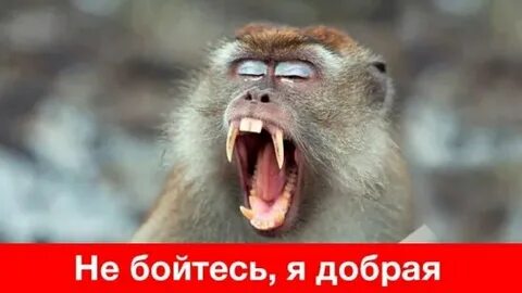 Укусила обезьяна