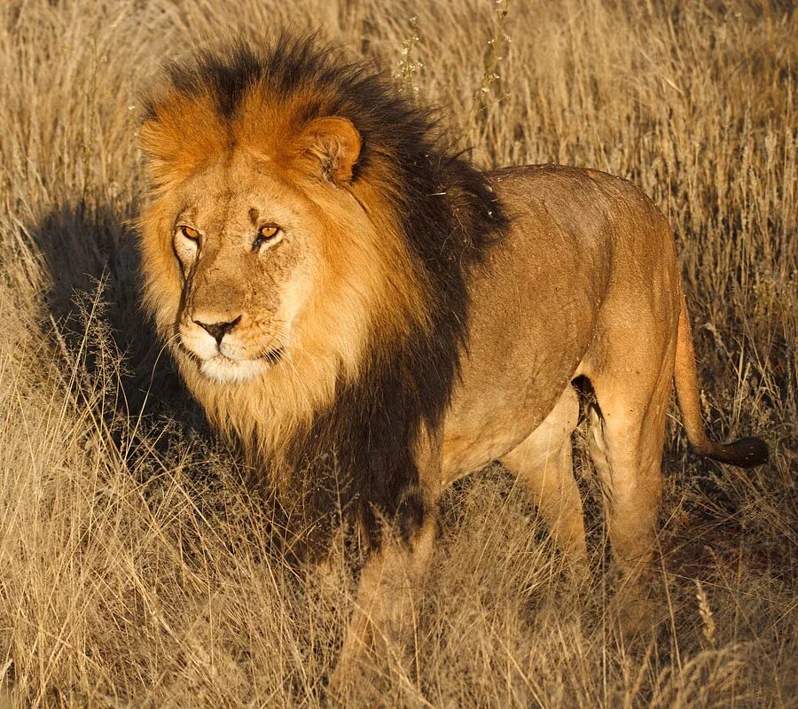 Африканский Лев. Юго Западный Африканский Лев. Львы в саванне. Восточно-Африканский Саванна Львов. Africa lion