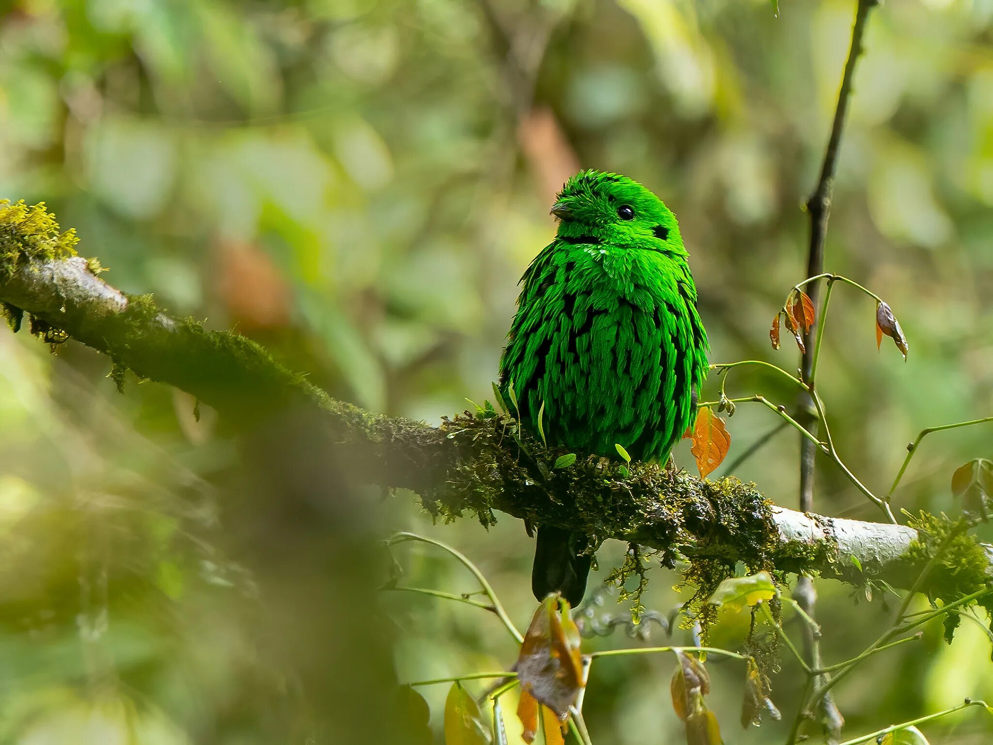 Агама ящерица летучий дракон. Зелёный рогоклюв. Эклектус. Хамелеон зеленый ящерица. Игуана гаттерия хамелеон.