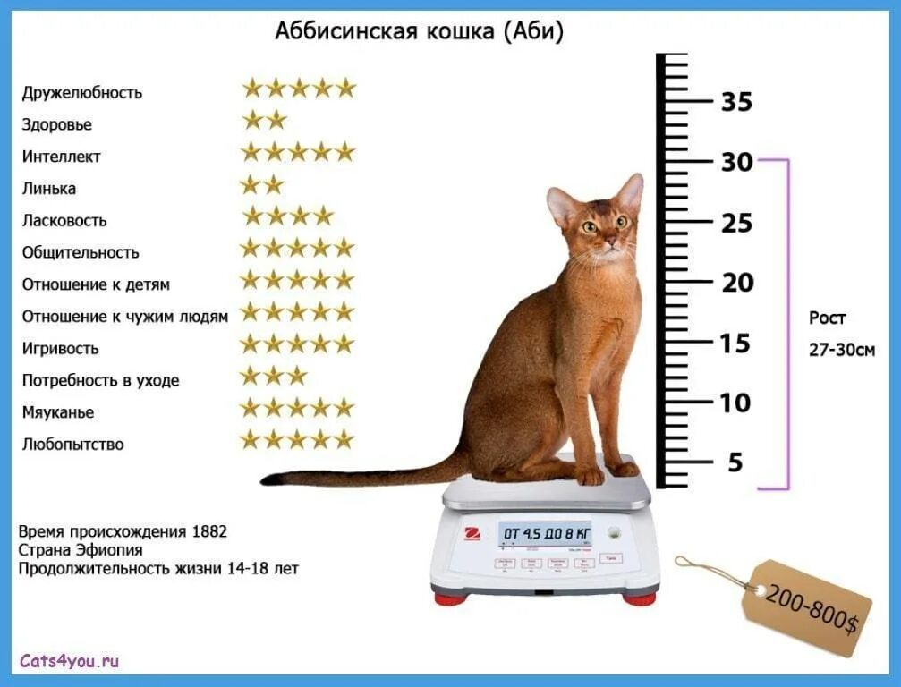 Средний размер кошки. Абиссинский кот Размеры. Абиссинская кошка стандарт. Вес абиссинского кота. Абиссинский кот Размеры и вес.
