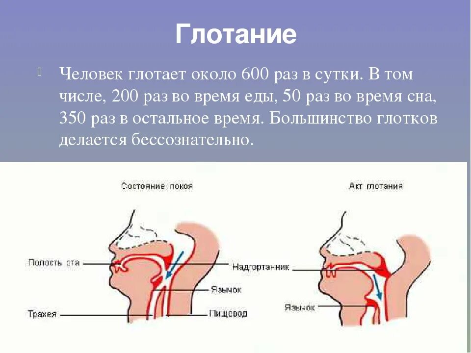 Слюна после еды. Схема глотания. Процесс глотания у человека. Процесс глотания и дыхания. Гортань при проглатывании пищи.