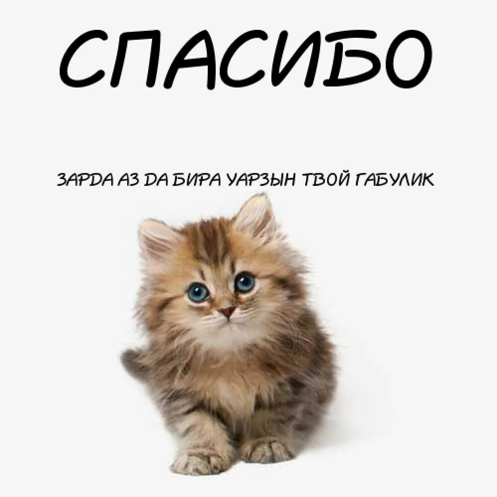 Спасибо котик картинка. Спасибо котенок. спасибо любимый. котенок говорит спасибо. спасибо любимый картинки.