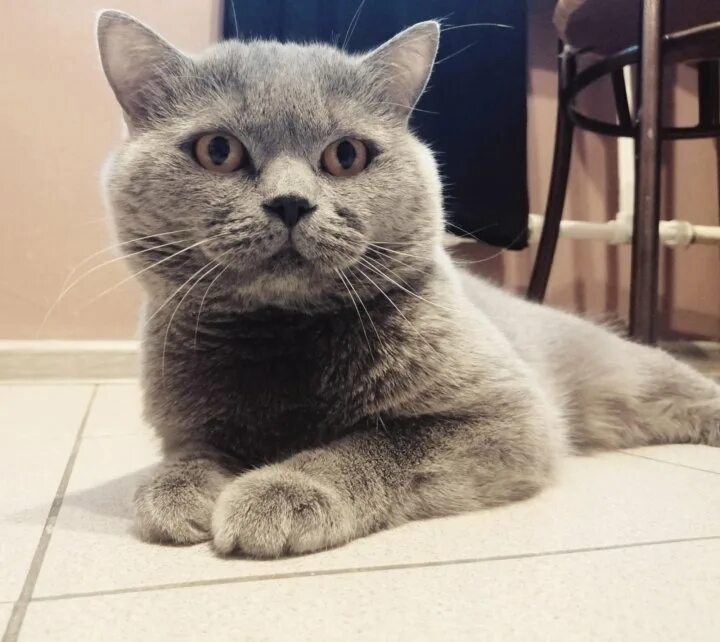 Добрый британский кот. Добрый британский кот