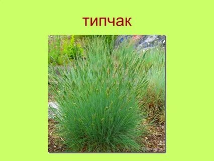 Типчак растет