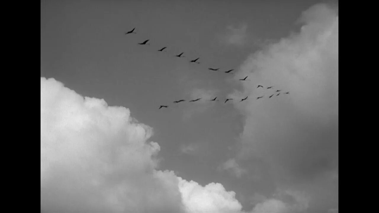 Небесная песнь журавлей. Подумай журавли. Картина журавлиный клин туманов. Кобяков унесите меня журавли. Журавль в небе.