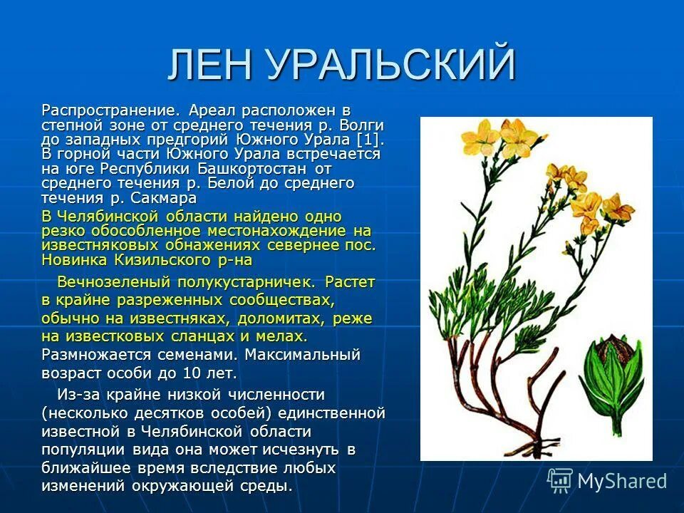 Какие растения встречаются в природе свердловской области. Исчезающие растения Урала. Растение краснокнижники Урала. Лен Уральский растение. Растения из красной книги Урала.