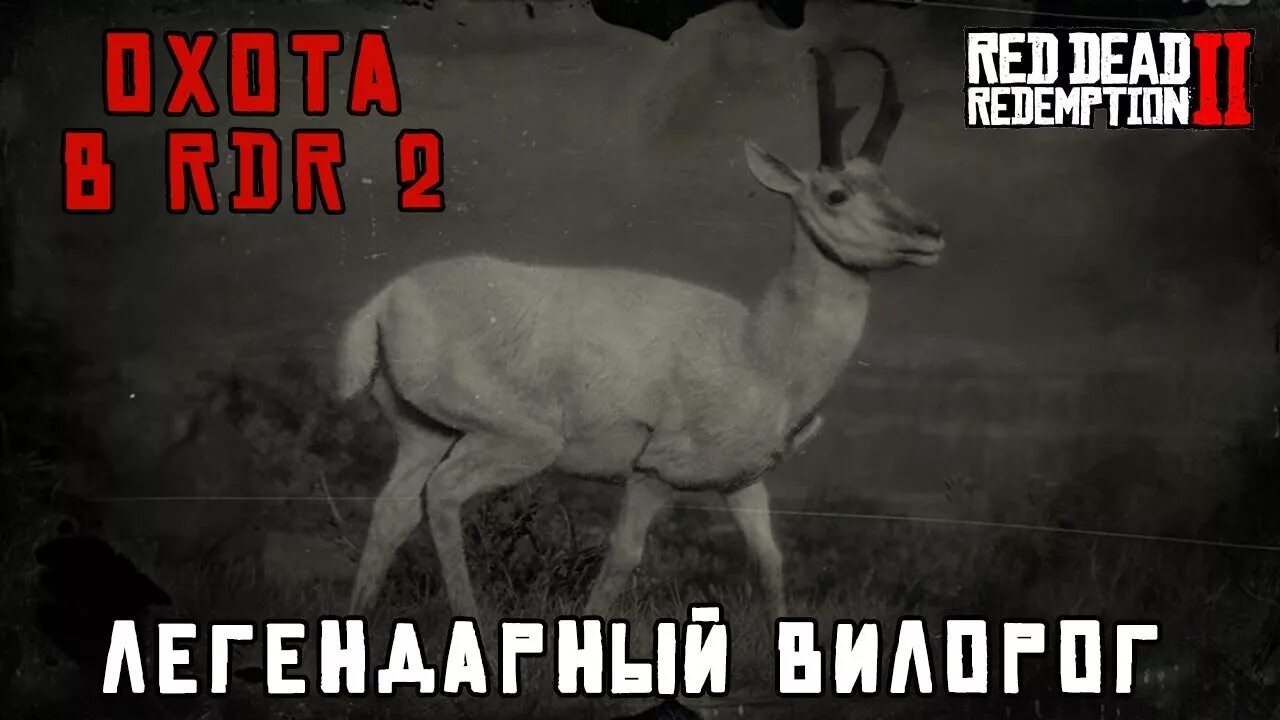 Red dead redemption 2 вилорог. Rdr 2 легендарный вилорог на карте. Легенданыйвилорог рдр2. Red dead redemption 2 карта легендарных животных. Легендарный лось rdr 2.