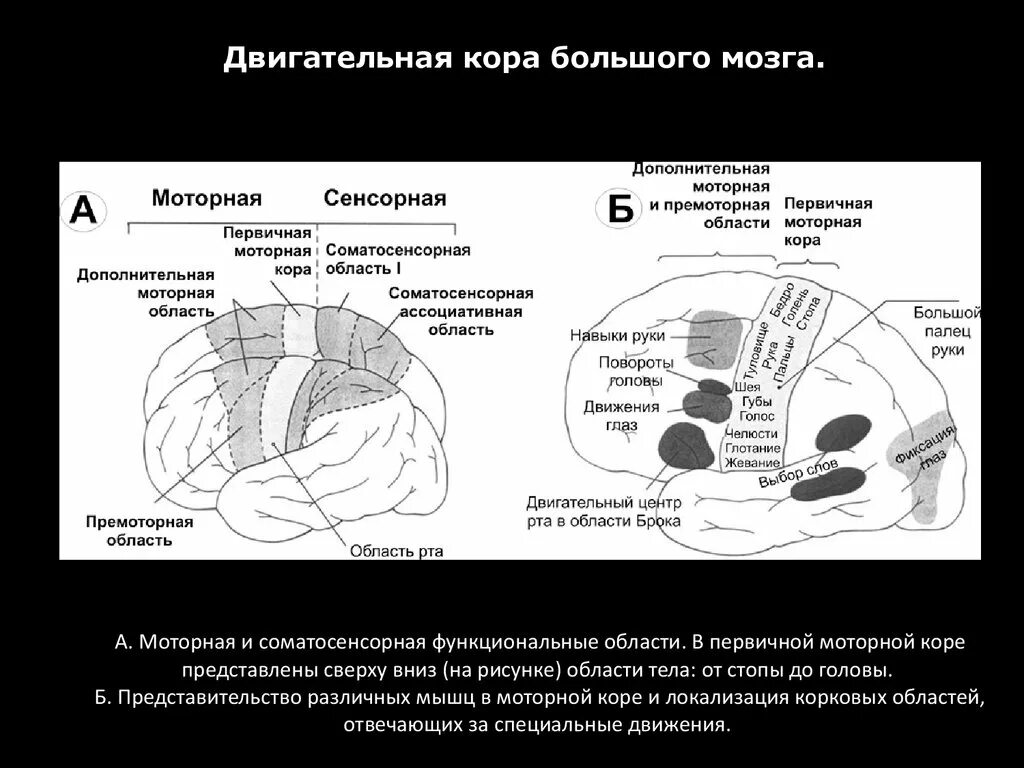 Премоторные зоны коры головного мозга.