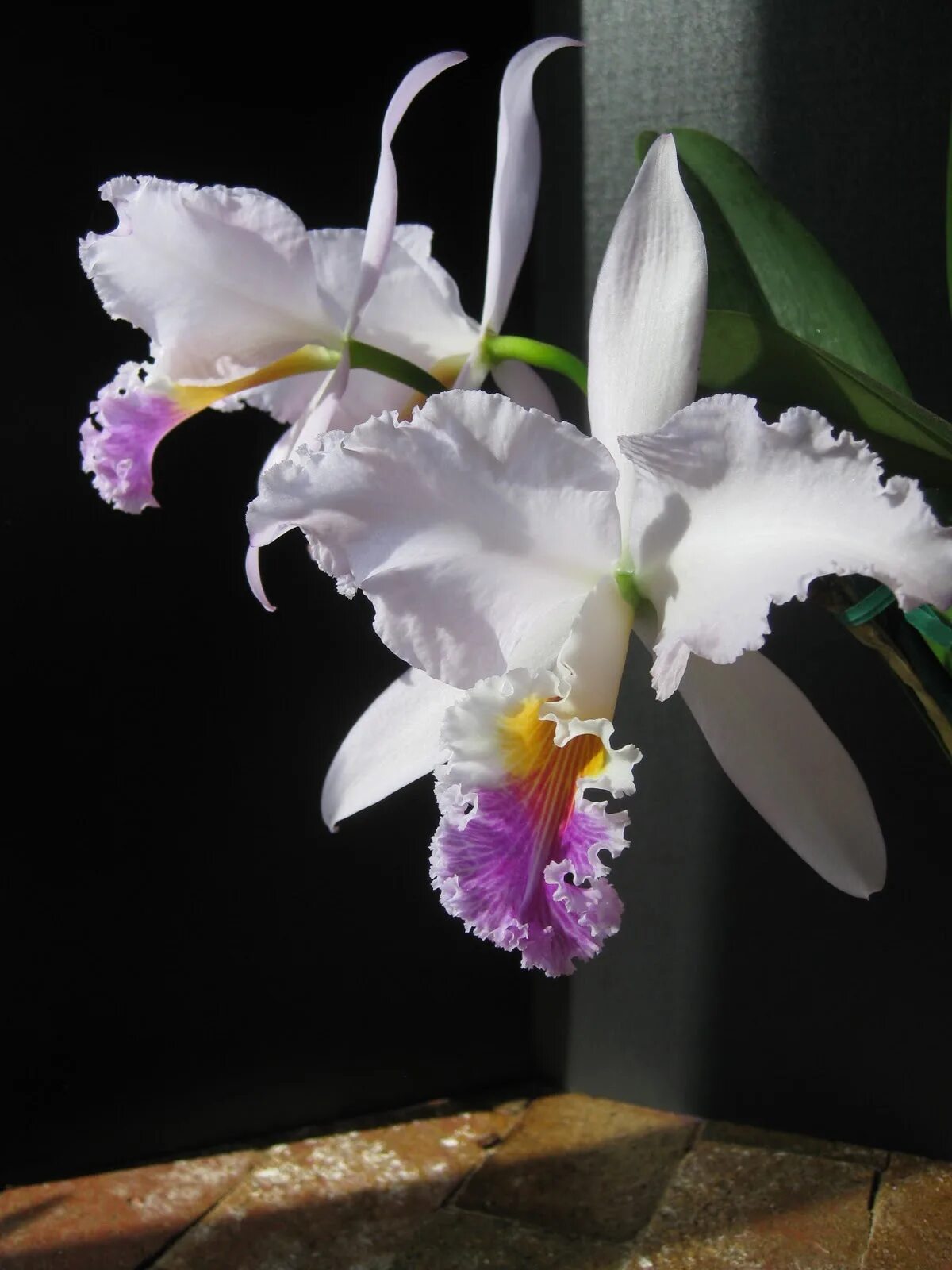 Каттлея Cattleya Antigone. Каттлея Jaguariuna. Орхидея Каттлея. Каттлея волкеринтер.