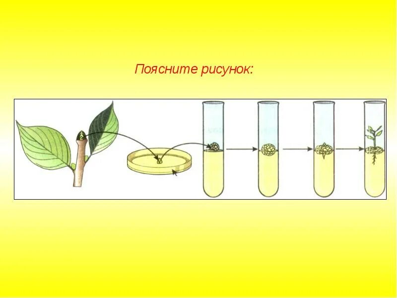 Селекция млекопитающих и цветковых. Клеточная инженерия растений. селекция растений. клеточная селекция. комбинационная селекция растений.
