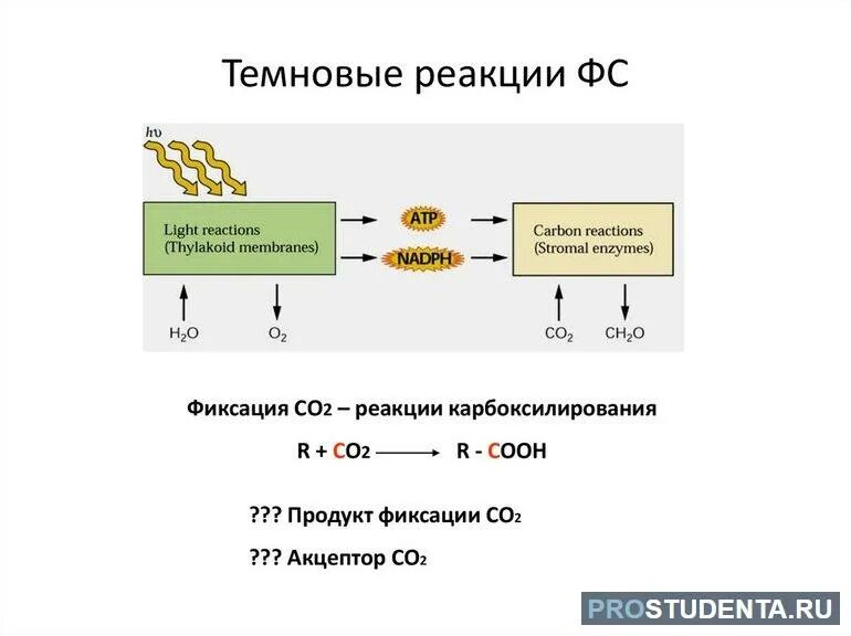 Темновая фаза продукты. Темновая фаза фотосинтеза фиксация со2. Световые реакции фотосинтеза. Темновые реакции фотосинтеза. Уравнение реакции световой фазы фотосинтеза.