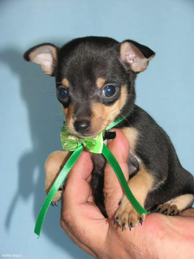 Мини терьер собака. Щенки русского той терьера. Карликовый той терьер. Русский той терьер мини. Русский той терьер мини.