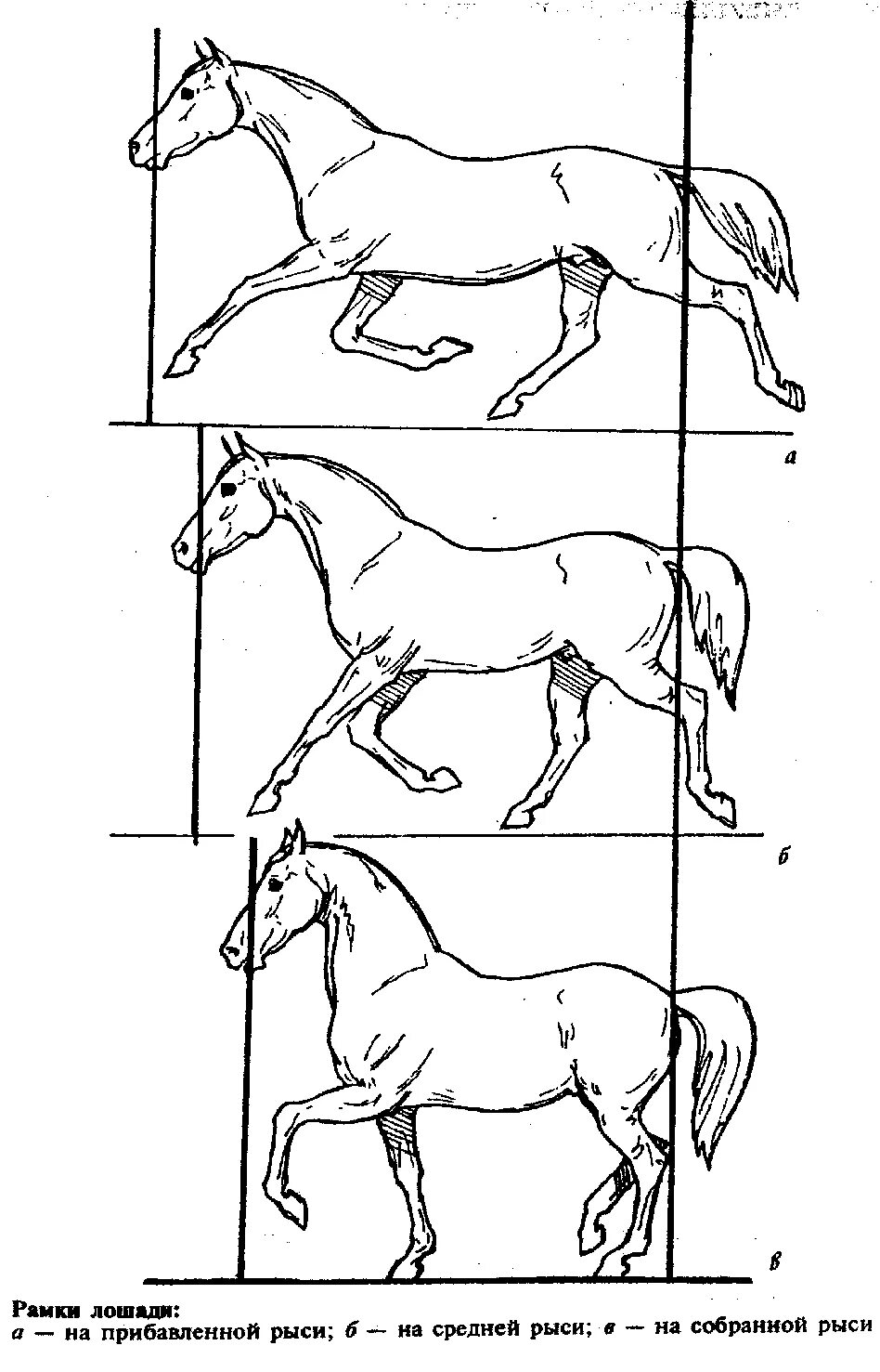 Собранная рысь. Иноходь лошади схема. Галоп Аллюр лошади схема. Рысь Аллюр лошади схема. Аллюр шаг лошади.