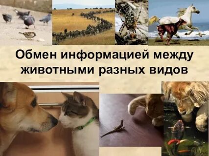 Язык животных сообщение