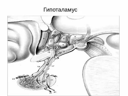 Гипоталамус у животных