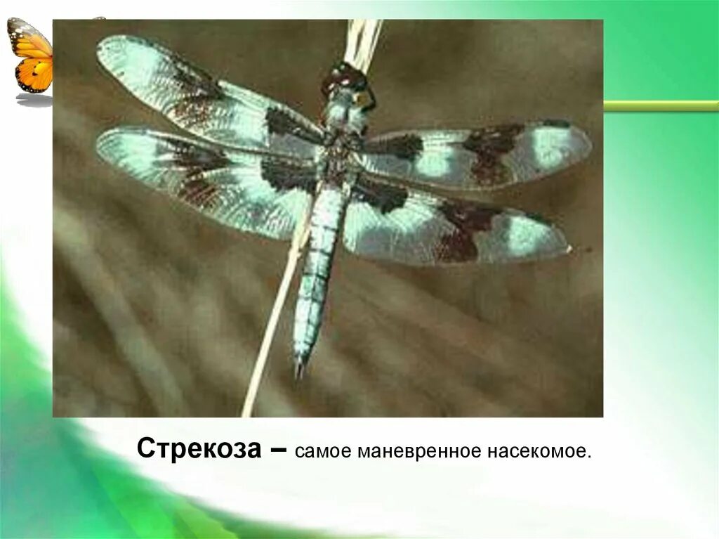 Проект про стрекозу 2 класс Словарные слова по теме "Природа" 2 класс презентация, доклад, проект скачать