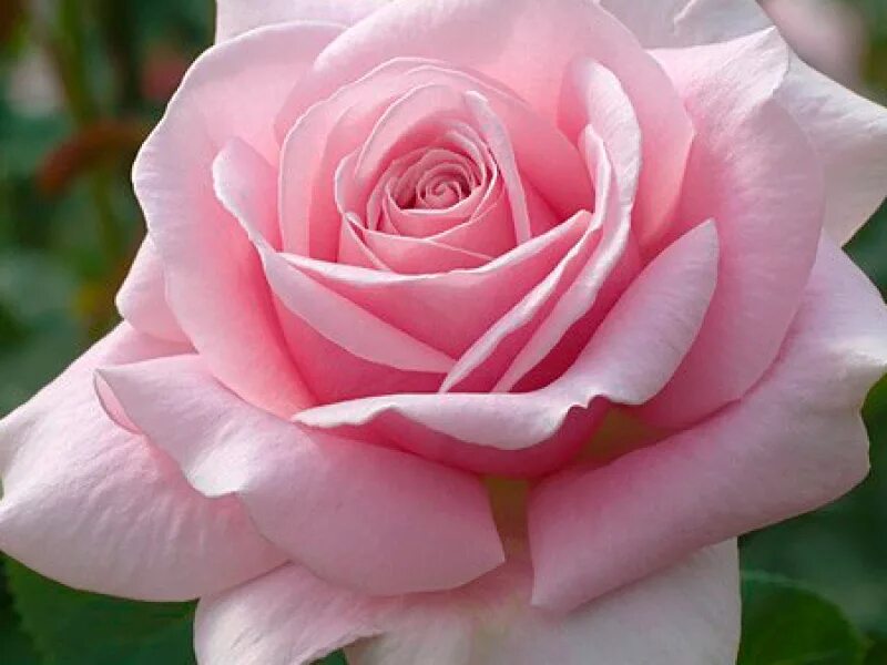 Rose desire. Rose desire. Rose desire. Розы французской селекции. Rose desire.