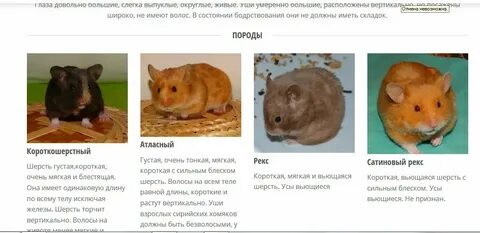 Что такое листинг в хомяке простыми