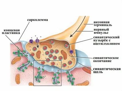 Нервно мышечная концевая пластинка
