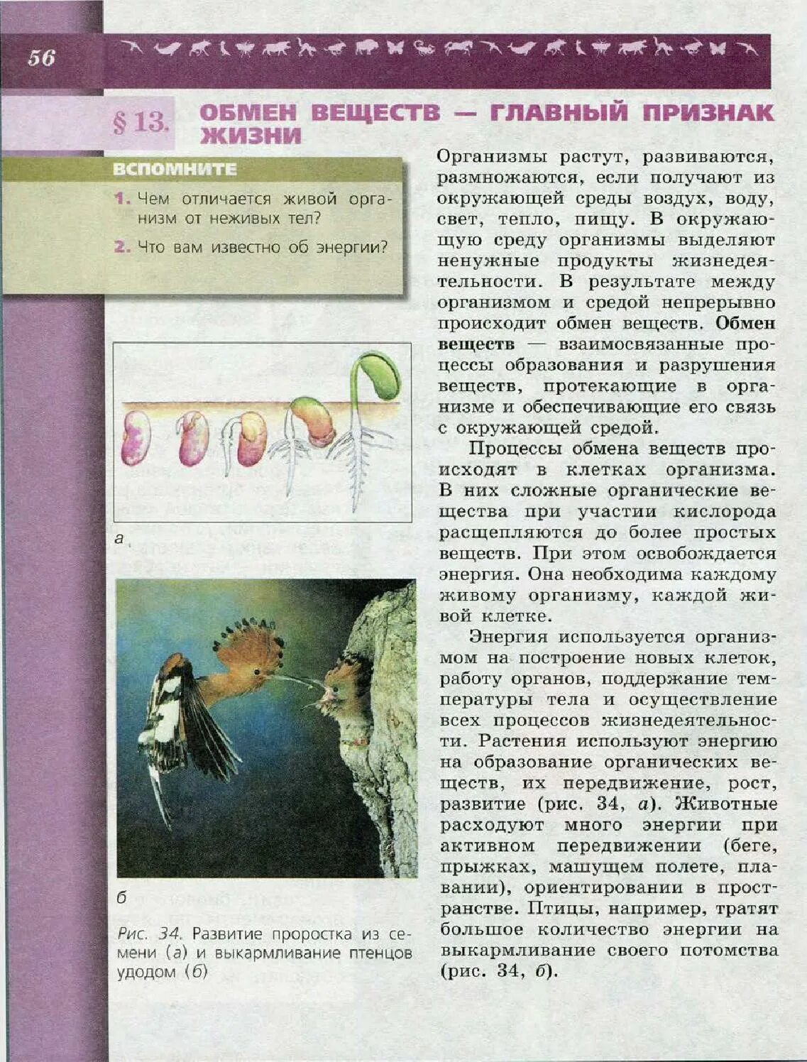 6 класс. Биология 5 6 класс параграф 32. Параграф 32 биология 6. Биология 5 6 класс параграф 32. Биология 5 6 класс параграф 32.