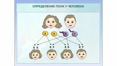 Хромосома отвечающая за пол будущего ребенка
