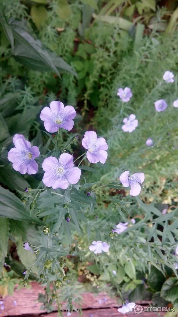 Лен цветок садовый многолетний фото ✅ Perennial flax: planting and care in the open field, growing from seeds, 6 bes