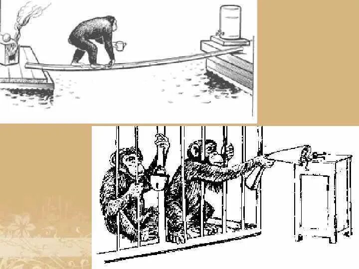Опыт и научение. Элементарная рассудочная деятельность животных. Рассудочная деятельность у животныхшинпанзе. Рассудочная деятельность млекопитающих. Рассудочная деятельность обезьян.