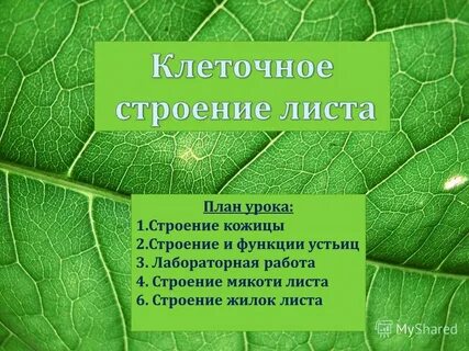 Какую функцию выполняет мякоть листа