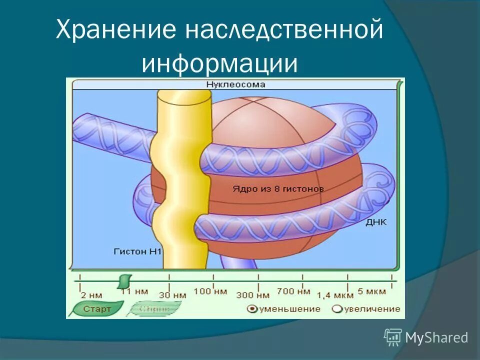 Хранение и передача наследственной информации. Хранение воспроизведение и передача наследственной информации. Генетическая информация в клетке хранится в. Хранение генетической информации. Наследственная информация хранится.