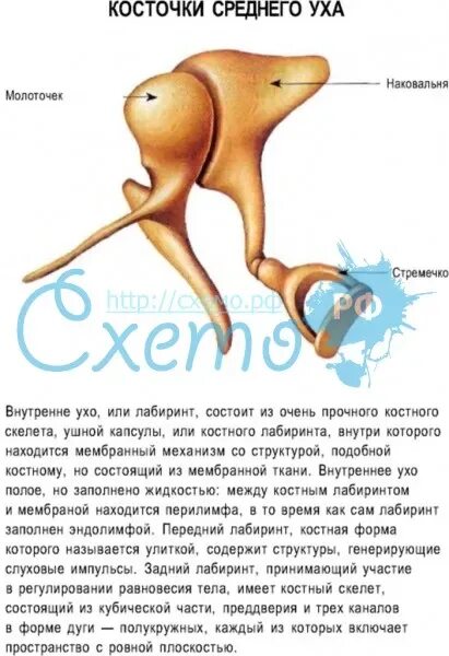 Функции косточек среднего. Слуховые косточки. косточки среднего уха. кости в среднем ухе.