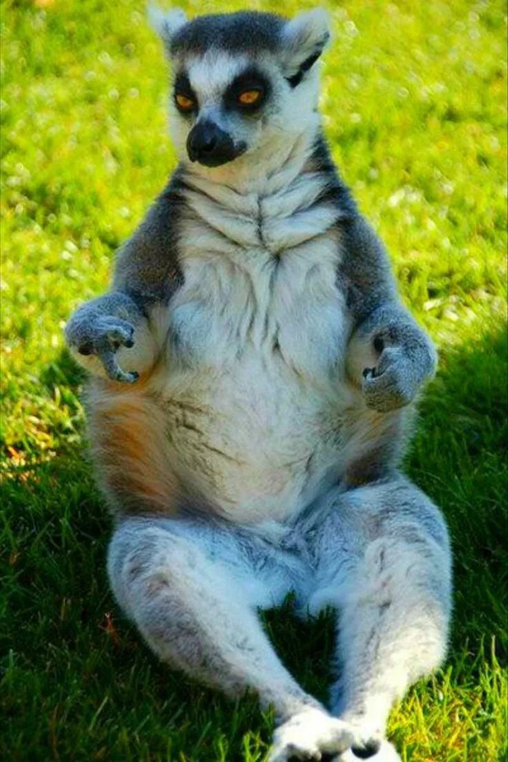 Милый щенок. Мангусты сурикаты. Собака ждет. Сумчатый сурикат. Забавные звери.