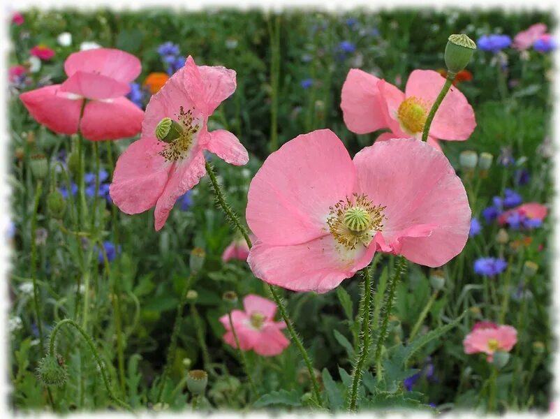 Розовый мак 2. Мак полевой розовый. мак papaver розовый. розовые маки. розовые маки и полевые цветы.