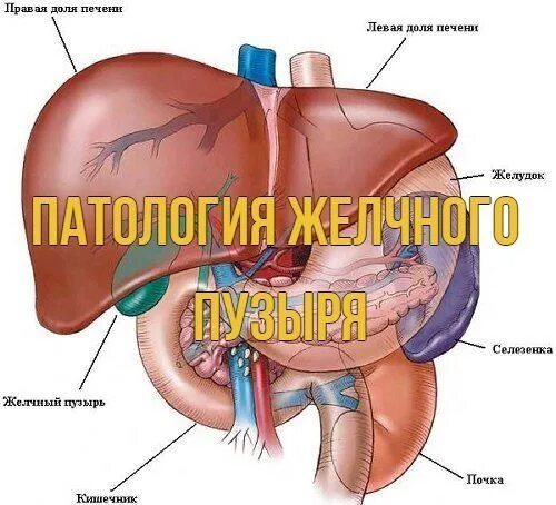 Где желчный пузырь у человека с какой. Желчный пузырь расположение. Вырезка желчного пузыря. Расположение внутренних органов человека желчный пузырь.