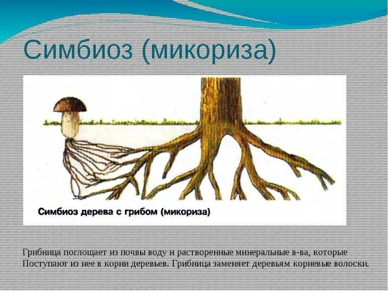 Симбиоз человека и растений. Строение гриба микориза. симбиоз корней микориза. микориза мутуализм. шляпочные грибы микориза.