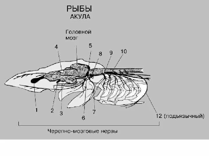 Какой мозг у акулы. Строение головного мозга акулы. Нервная система акулы схема. Головной мозг акулы сверху и снизу. Мозг акулы схема.