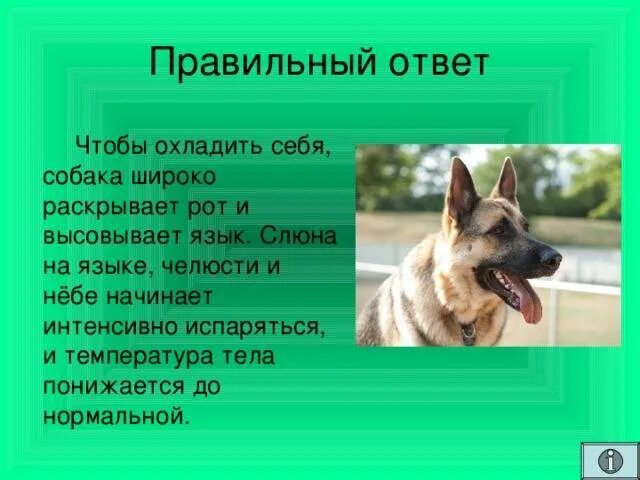 Почему кот дышит как собака высунув. Зачем собаки высовывают язык. почему собака часто высовывает язык. почему собака вытаскивает язык. почему собака дышит с высунутым языком.