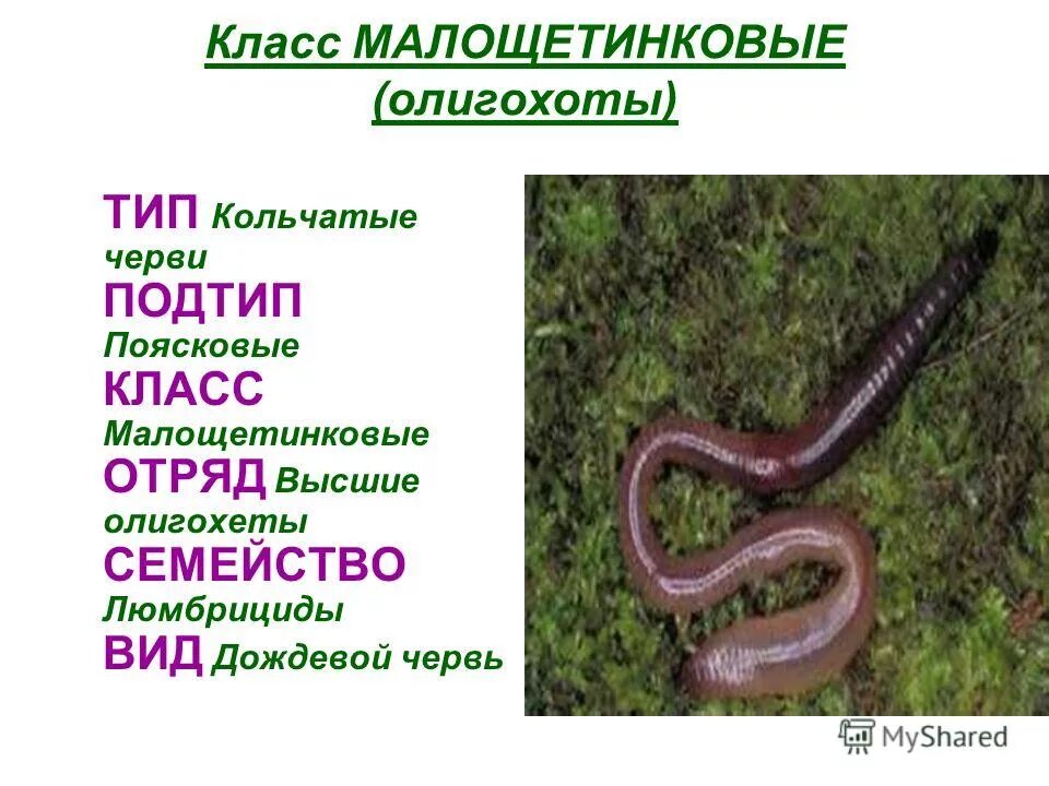 к какому типу относятся черви. тип кольчатые черви класс пиявки. дыхание кольчатых червей червей. к какому типу относятся черви. к какому классу беспозвоночных животных относится дождевой червь?.