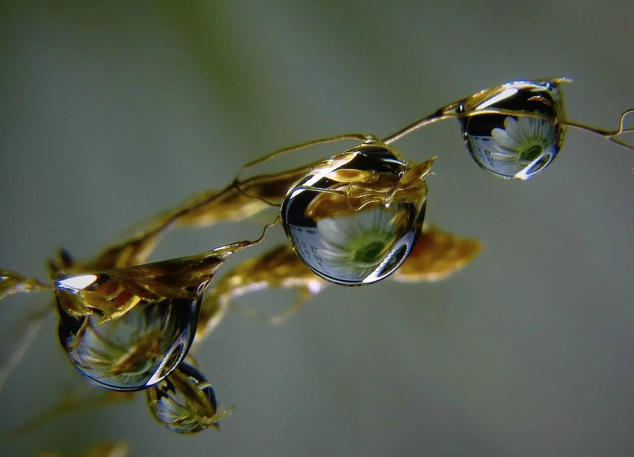 Отражение тема дня. Отражение. Отражение в капле воды. Зеркальная вода. Отражение в живой природе.
