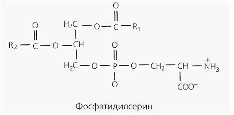 Глицерин содержит группы. Щелочной гидролиз глицерофосфолипидов. Фосфатидилсерин формула. Фосфатидилсерин реакции. Линолеилфосфатидилсерин.