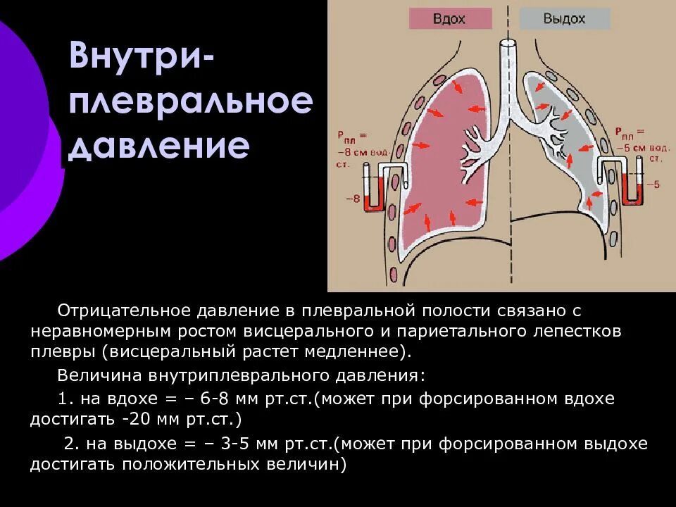 Давление в плевральной полости атмосферного давления. Величина внутриплеврального давления. отрицательное давление в плевральной полости. внутриплевральное и внутрилегочное давление. внутриплевральное давление при вдохе и выдохе.