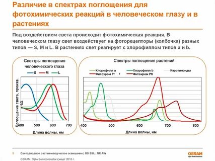 Поглощение света растениями